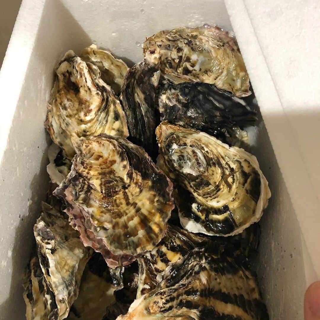 久保ミツロウのインスタグラム：「朝採れの真牡蠣1.5kg(加熱用)、ネット注文ですぐに届いた！ レシピ本にあったシンプルな酒蒸しでまずは。美味すぎて秒で消える。そして前からずっと食べたかった牡蠣グラタン(春菊、新じゃが入り)、牡蠣と菜の花のオイルパスタ。美味すぎて全生命に感謝🙏🏻 春野菜×牡蠣＝大正義 🙏🏻🙏🏻🙏🏻🙏🏻🙏🏻🙏🏻🙏🏻🙏🏻🙏🏻 日々家から出ずに働く日々なので、たまにこうしてテンション上がる食材が手に入るとめんどくさい下処理をも乗り越え、心の底から食べたい料理を頑張れる… サンキューフォー流通！！！！ サンキューフォー漁業！！！！」