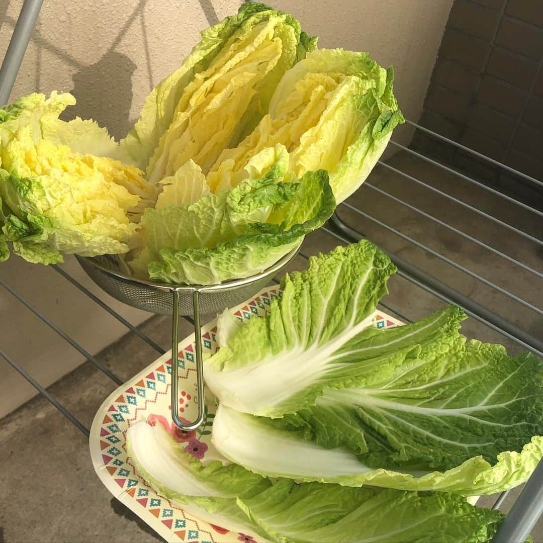 久保ミツロウさんのインスタグラム写真 - (久保ミツロウInstagram)「初めての酸菜作り記録、2019-2020winter 中国東北料理の店で食べて美味しかった酸菜の鍋を自作すべく、ネットで調べて酸菜作り。色々作り方はあったけど、数日白菜を陰干し、刻んで塩まぶしてジップロック入れて鍋入れてベランダの日陰で一ヶ月様子見。 無事乳酸発酵した白菜漬けが完成！ 鍋は二回ほど挑戦。豚肉と酸菜と春菊とかキクラゲ、キノコ類、春雨、ビーフンなど入れて酸菜の漬け汁と水足すだけで煮る。タレは豆豉醬、香醋とか何でも合う。 反省点はもっと白菜刻めば良かったのと、春雨が水吸いまくるし、いくら水足しても味は全然薄くならなかったので、最初から遠慮なく水だくだく入れておけばよかった。 しかし乳酸発酵ってすごい！冬の酸菜作り、一人暮らしでもいける。」3月7日 2時10分 - kubomitsurou