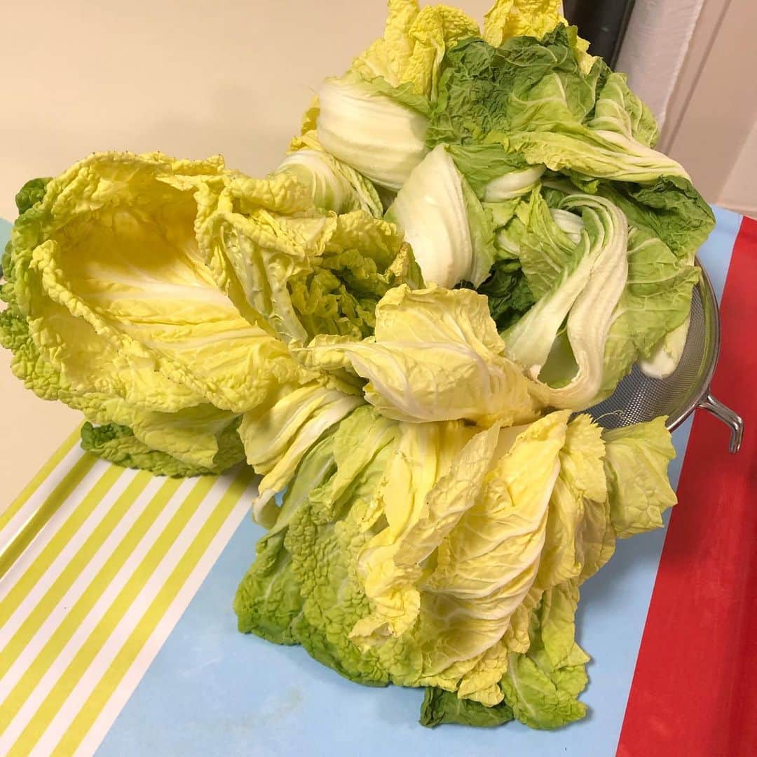 久保ミツロウさんのインスタグラム写真 - (久保ミツロウInstagram)「初めての酸菜作り記録、2019-2020winter 中国東北料理の店で食べて美味しかった酸菜の鍋を自作すべく、ネットで調べて酸菜作り。色々作り方はあったけど、数日白菜を陰干し、刻んで塩まぶしてジップロック入れて鍋入れてベランダの日陰で一ヶ月様子見。 無事乳酸発酵した白菜漬けが完成！ 鍋は二回ほど挑戦。豚肉と酸菜と春菊とかキクラゲ、キノコ類、春雨、ビーフンなど入れて酸菜の漬け汁と水足すだけで煮る。タレは豆豉醬、香醋とか何でも合う。 反省点はもっと白菜刻めば良かったのと、春雨が水吸いまくるし、いくら水足しても味は全然薄くならなかったので、最初から遠慮なく水だくだく入れておけばよかった。 しかし乳酸発酵ってすごい！冬の酸菜作り、一人暮らしでもいける。」3月7日 2時10分 - kubomitsurou