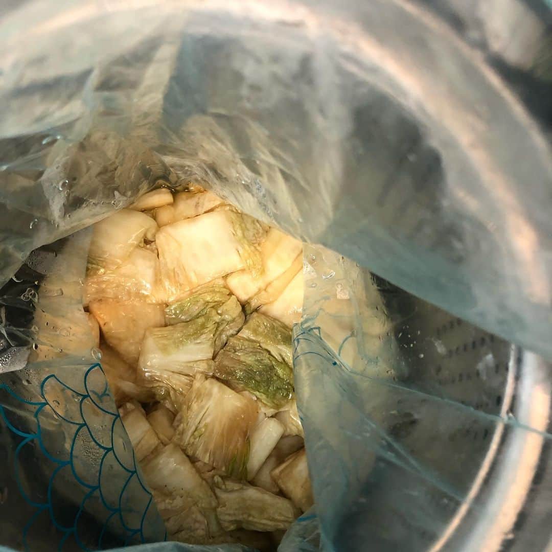 久保ミツロウさんのインスタグラム写真 - (久保ミツロウInstagram)「初めての酸菜作り記録、2019-2020winter 中国東北料理の店で食べて美味しかった酸菜の鍋を自作すべく、ネットで調べて酸菜作り。色々作り方はあったけど、数日白菜を陰干し、刻んで塩まぶしてジップロック入れて鍋入れてベランダの日陰で一ヶ月様子見。 無事乳酸発酵した白菜漬けが完成！ 鍋は二回ほど挑戦。豚肉と酸菜と春菊とかキクラゲ、キノコ類、春雨、ビーフンなど入れて酸菜の漬け汁と水足すだけで煮る。タレは豆豉醬、香醋とか何でも合う。 反省点はもっと白菜刻めば良かったのと、春雨が水吸いまくるし、いくら水足しても味は全然薄くならなかったので、最初から遠慮なく水だくだく入れておけばよかった。 しかし乳酸発酵ってすごい！冬の酸菜作り、一人暮らしでもいける。」3月7日 2時10分 - kubomitsurou