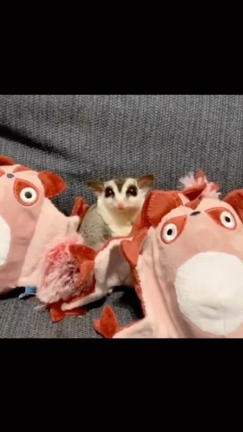 BarkBoxのインスタグラム