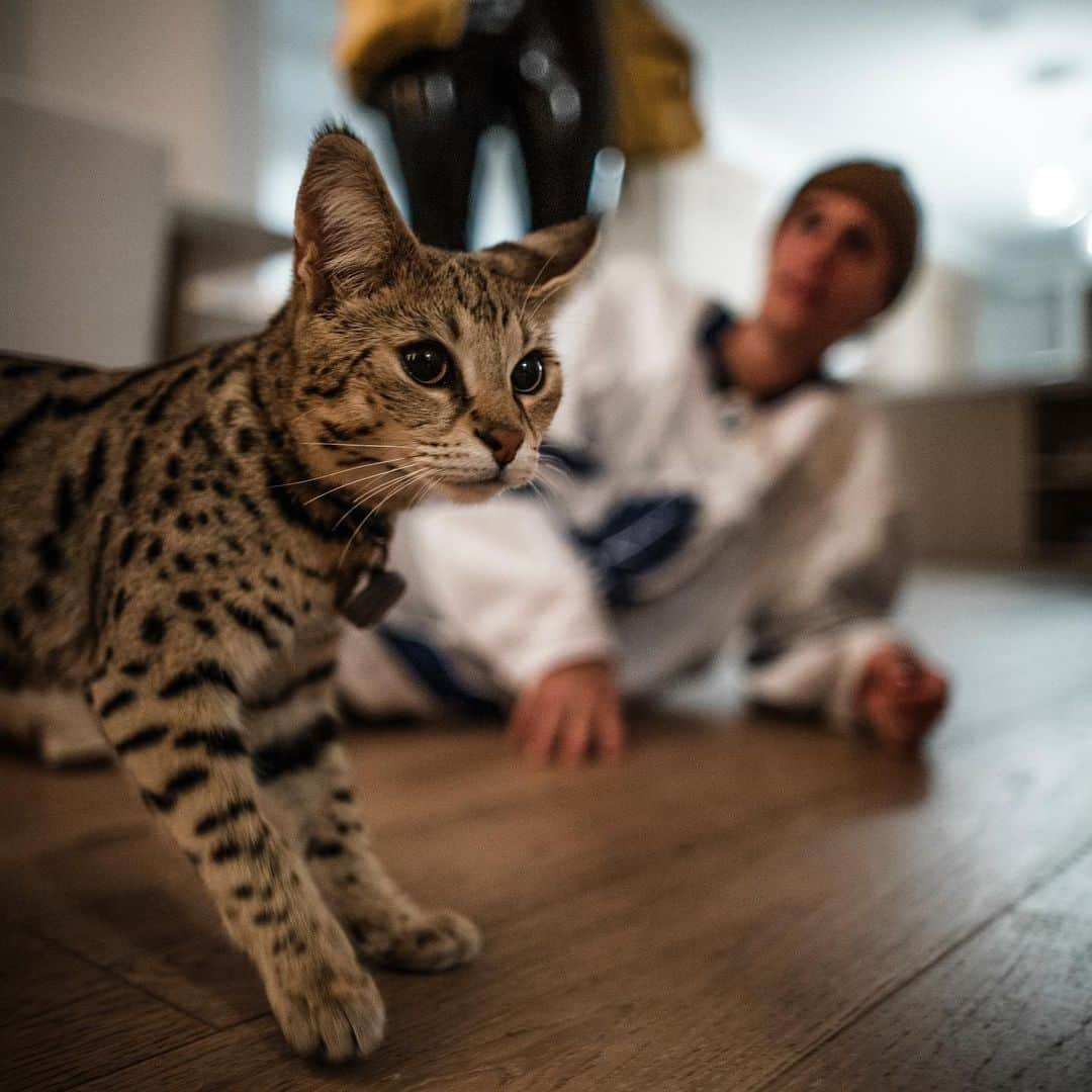 ジャスティン・ビーバーさんのインスタグラム写真 - (ジャスティン・ビーバーInstagram)「Almost a month ago, my pal sushi decided to run away, after weeks passing by Hailey and began to lose hope that our baby was gone :( yesterday we got a call that somebody found our baby.. it had made it Miles and miles away! He looks extremely skinny and has a very sad miow, he is home now safe and sound! Thank you god for protecting him!」3月7日 3時32分 - justinbieber