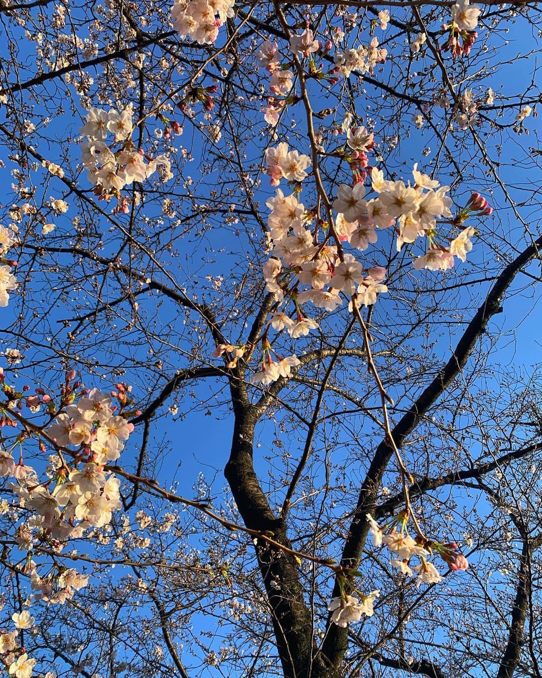 福原美穂さんのインスタグラム写真 - (福原美穂Instagram)「春のおたより  桜は心を0にしてくれるお花 匂いも甘酸っぱく懐かしい 札幌で育った私にとって三月に桜をみることにまだまだ慣れていないけれど もう春はすぐそこに  #cherryblossom #season #spring #tokyo #littlewalk #2020」3月21日 22時26分 - miho_fukuhara