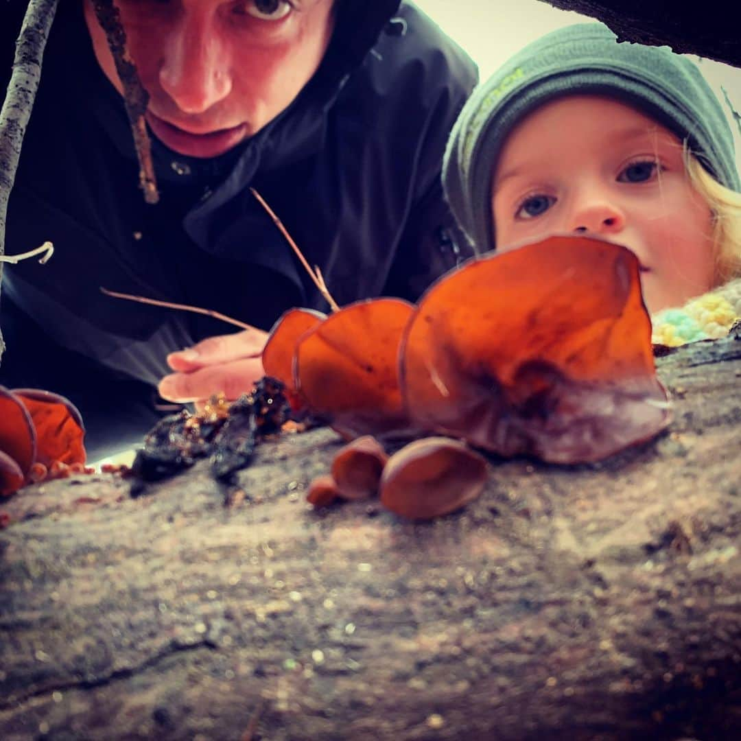 キーファー・ハベルのインスタグラム：「If the grocery store shelves are empty, Check out the woods. #woodear #amberjellyroll #fungus #yum #itswhatsfordinner」