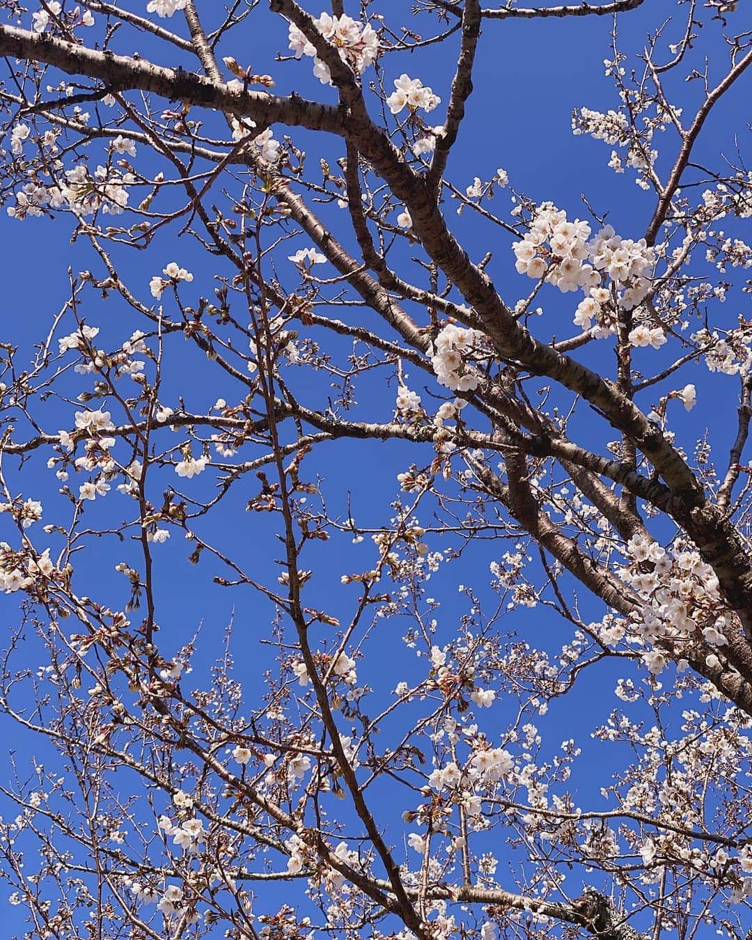 前田希美（まえのん）さんのインスタグラム写真 - (前田希美（まえのん）Instagram)「桜の里🌸  一本の木だけ 桜が咲いていました。  満開の桜、今年も見たいなぁ。  #大室山 #桜の里 #静岡県 #桜  #🌸 #cherryblossom」3月21日 22時20分 - maeda_nozomi