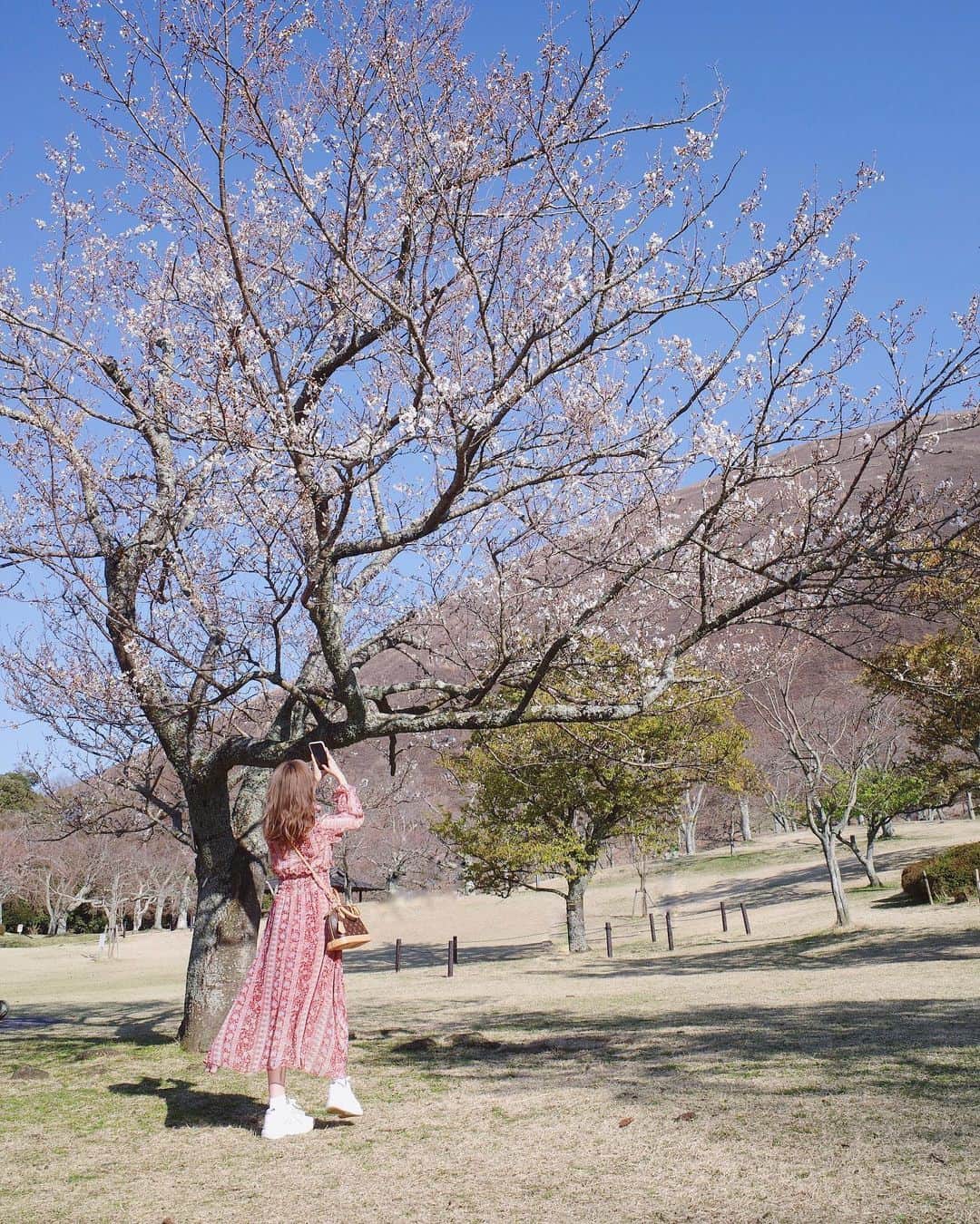 前田希美（まえのん）さんのインスタグラム写真 - (前田希美（まえのん）Instagram)「桜の里🌸  一本の木だけ 桜が咲いていました。  満開の桜、今年も見たいなぁ。  #大室山 #桜の里 #静岡県 #桜  #🌸 #cherryblossom」3月21日 22時20分 - maeda_nozomi