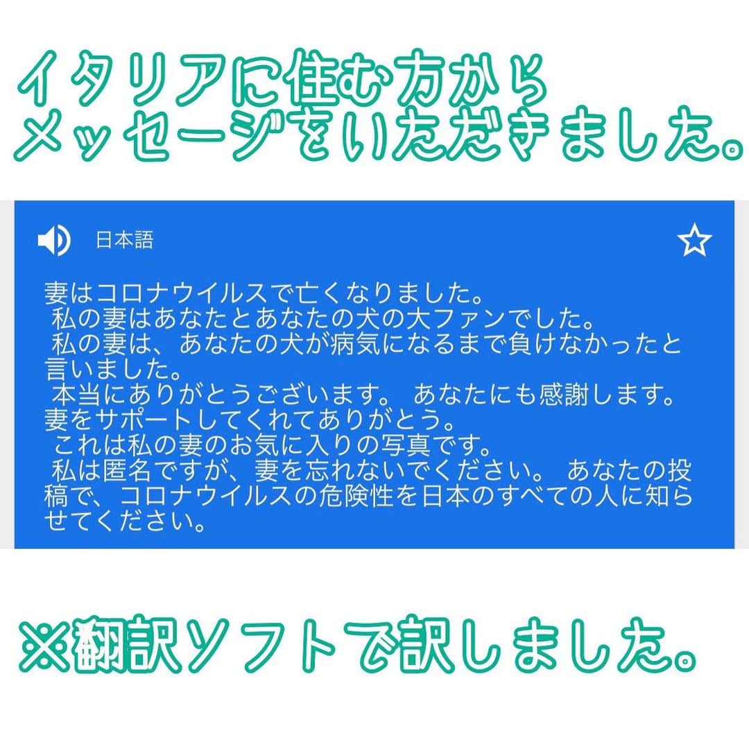 セロリのインスタグラム：「【イタリアからの警告】 僕にメッセージが届きました。 僕は最初、メッセージが何語かわからずにいました。 奥さんに見てもらいました。 「イタリア語」だと教えてもらい、急いで翻訳ソフトのお世話になりました。 内容を確認して絶句。 僕は泣いてしまいました。 ショックでした。 本当にショックでした。 僕のフォロワーさんがおひとり、コロナウイルスにより命を奪われました。 皆さん、もうコロナウイルスは「他人事」ではないんです。 どうか皆さん、本当に気をつけてください。 僕からのお願いです。 #maltese #マルチーズ #コロナウイルス #コロナウイルス対策 #コロナウイルスが早く終息しますように」