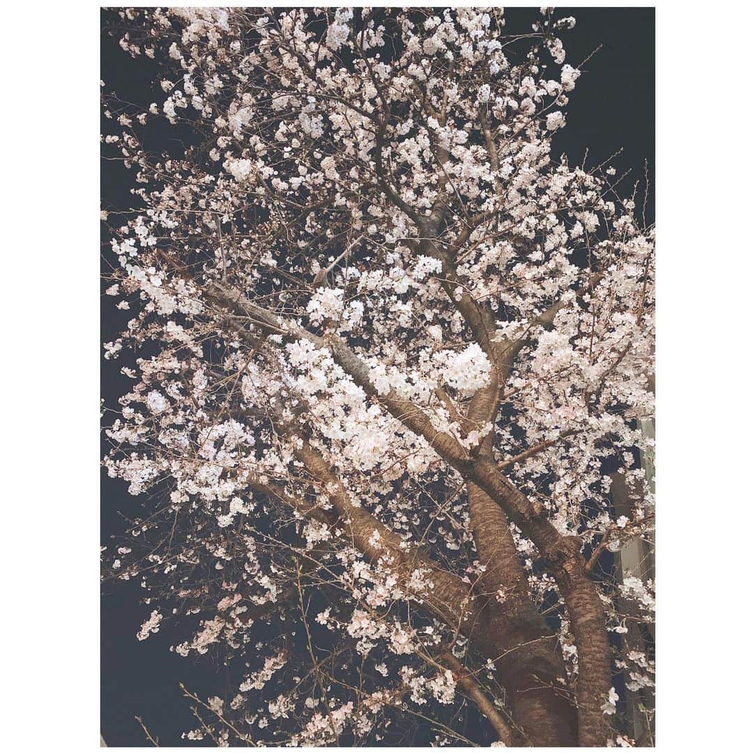 久保山香奈さんのインスタグラム写真 - (久保山香奈Instagram)「帰り道に癒された🌸💭🤍 #桜」3月21日 22時43分 - kaaana227