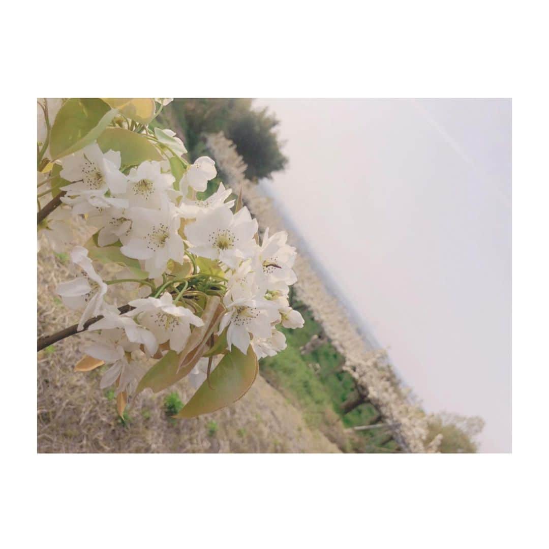 橋本陽菜さんのインスタグラム写真 - (橋本陽菜Instagram)「🌼 * 春は出会いと別れの季節ですね😶😶 桜じゃないよ。梨だよ。 * #pyonstagram  #AKB48 #チーム8 #チームK #富山 #はるpyon #橋本陽菜 #橋本陽菜を広める」3月21日 22時37分 - 48pyonz_toyama