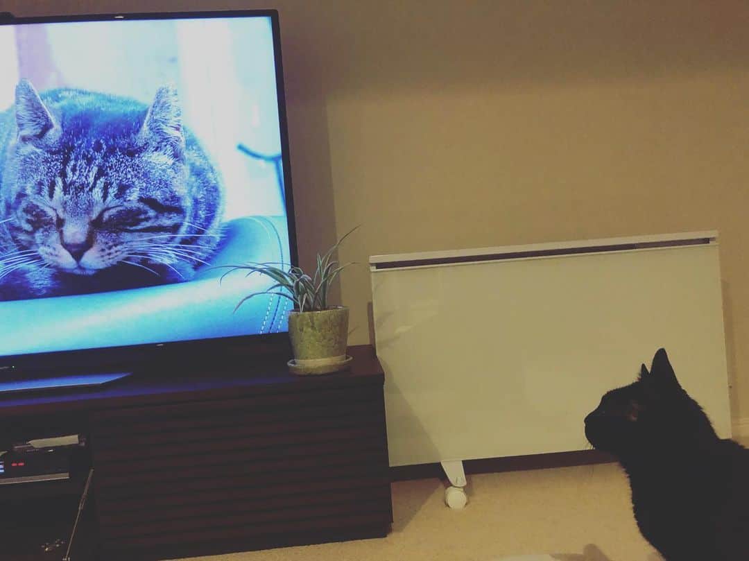 英玲奈さんのインスタグラム写真 - (英玲奈Instagram)「#岩合光昭の世界ネコ歩き  観てたら、 影虎さん釘付けw 普段、猫の番組とか猫が喜ぶ映像とか観せても全く食いつかないのに。 さすが岩合さん。 番組終わったらそそくさとソファに来たw  #王様のブランチ で、#岩合光昭 さんと一緒に猫の写真を撮りに行ったのは、 私の中で嬉しかったロケベスト3に入る。」3月21日 22時47分 - erena_erenyan