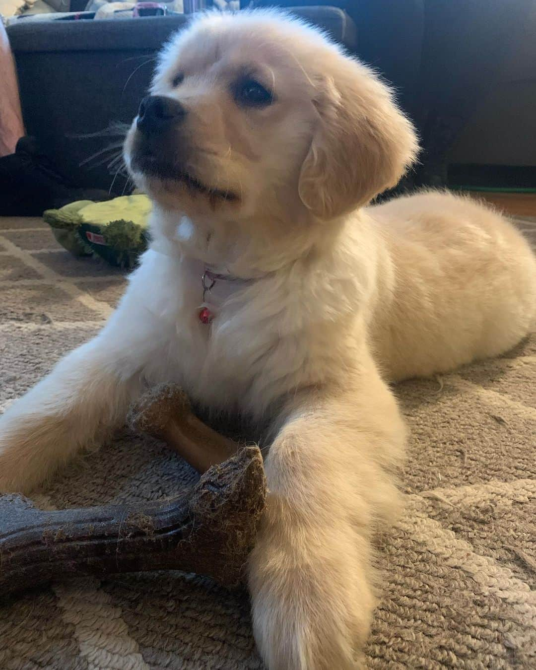 モヒートさんのインスタグラム写真 - (モヒートInstagram)「Foster puppy Shamrock has discovered our @mybenebone and is obsessed. @grinrescue #benebone #fosterdog #puppy ------------------------------- #chewy #goldensofig #goldenretriever  #goldenretrieversofinstagram #betterwithpets #dogsofig  #dogsofinstagram #fluffypack #gloriousgoldens #welovegoldens #ilovemydog #goldenlife #bestwoof #ProPlanDog #ilovegolden_retrievers #mydogiscutest #retrieversgram #dogsofcle」3月21日 22時50分 - mojito_rose_family