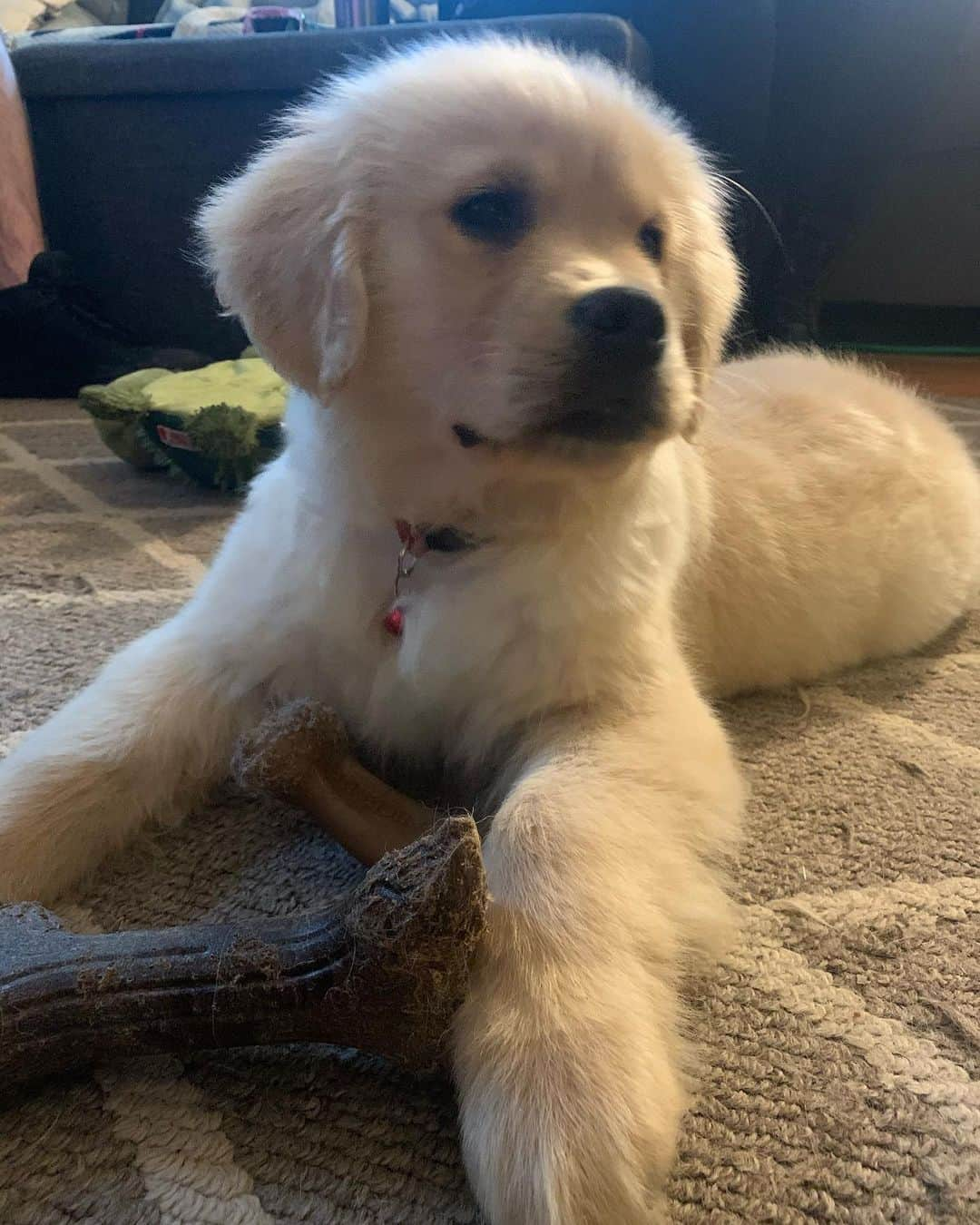 モヒートさんのインスタグラム写真 - (モヒートInstagram)「Foster puppy Shamrock has discovered our @mybenebone and is obsessed. @grinrescue #benebone #fosterdog #puppy ------------------------------- #chewy #goldensofig #goldenretriever  #goldenretrieversofinstagram #betterwithpets #dogsofig  #dogsofinstagram #fluffypack #gloriousgoldens #welovegoldens #ilovemydog #goldenlife #bestwoof #ProPlanDog #ilovegolden_retrievers #mydogiscutest #retrieversgram #dogsofcle」3月21日 22時50分 - mojito_rose_family