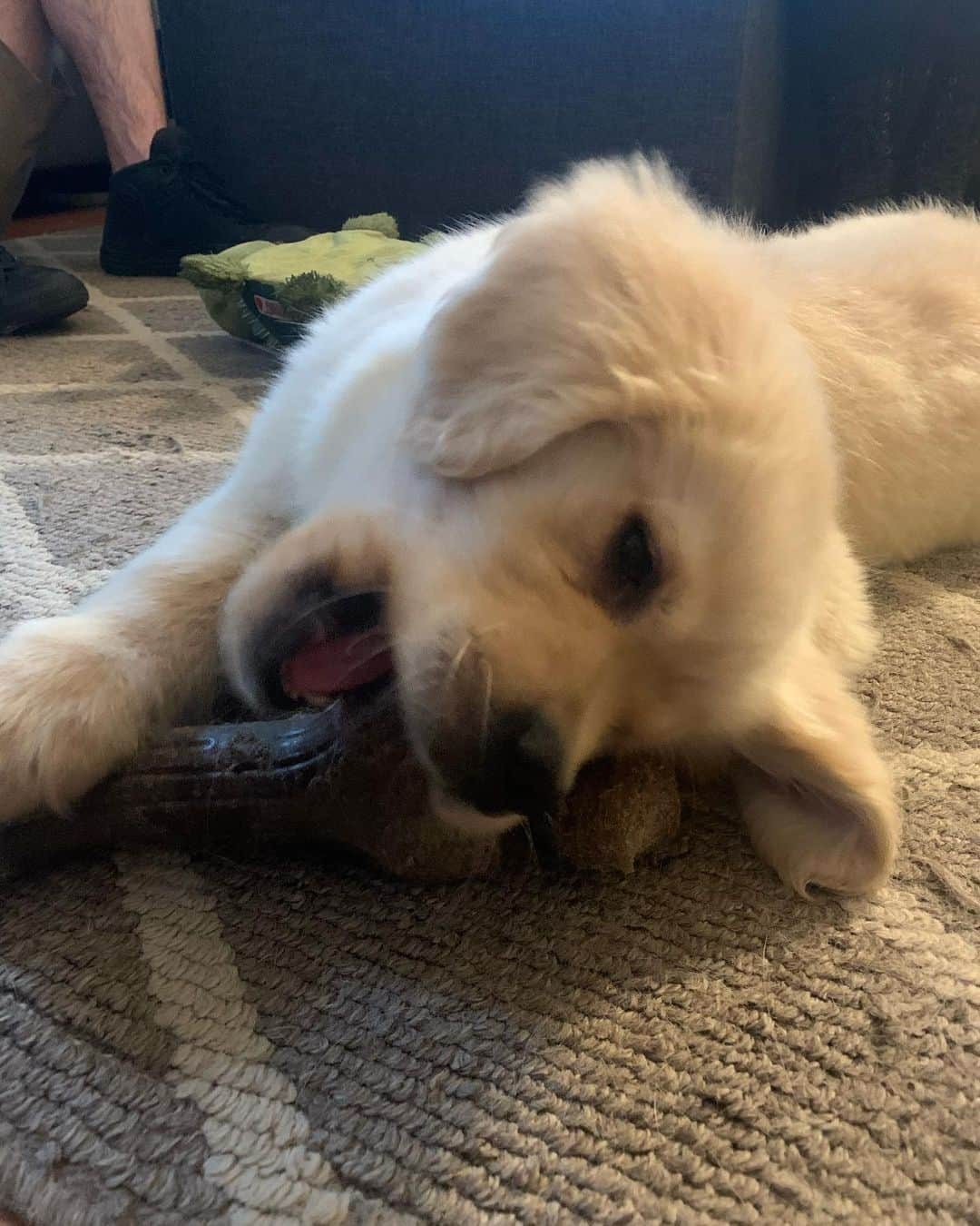 モヒートさんのインスタグラム写真 - (モヒートInstagram)「Foster puppy Shamrock has discovered our @mybenebone and is obsessed. @grinrescue #benebone #fosterdog #puppy ------------------------------- #chewy #goldensofig #goldenretriever  #goldenretrieversofinstagram #betterwithpets #dogsofig  #dogsofinstagram #fluffypack #gloriousgoldens #welovegoldens #ilovemydog #goldenlife #bestwoof #ProPlanDog #ilovegolden_retrievers #mydogiscutest #retrieversgram #dogsofcle」3月21日 22時50分 - mojito_rose_family