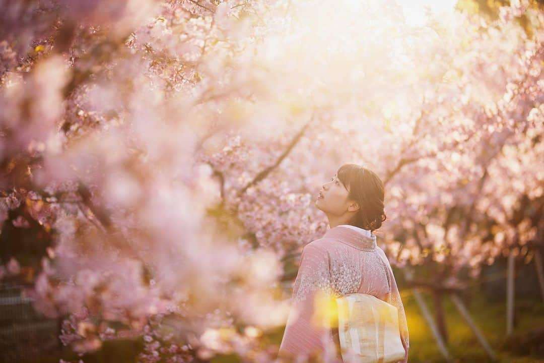 Najiiのインスタグラム：「Bloom - - #instagramjapan #canonglobal #teamcanon #tokyo_grapher  #tokyocameraclub #東京カメラ部 #mycanon #canonasia #photo_shorttrip #lovers_nippon #pics_jp #visitjapanjp #unknownjapan #thediscoverer #サクラ #桜 #sakura #eos #my_eos_photo  #kyoto #京都#河津桜」