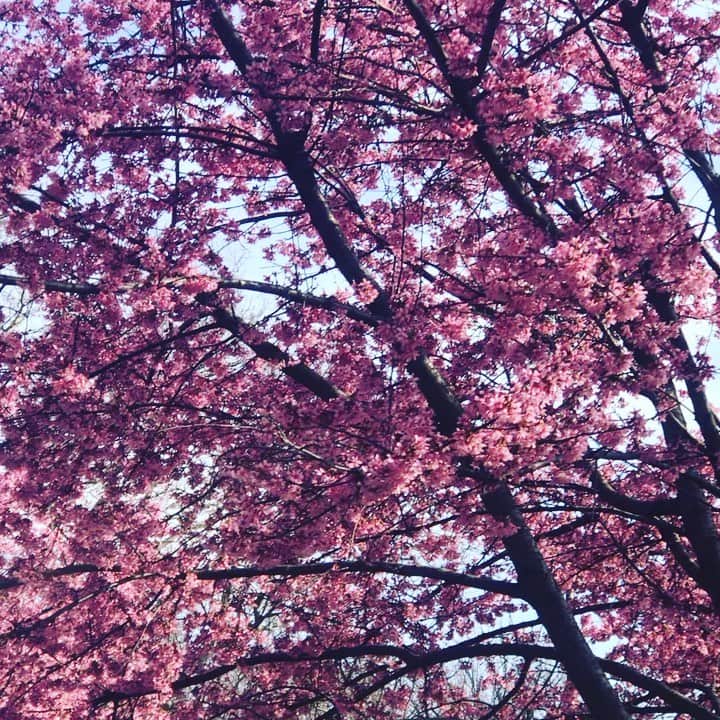 ユミ・ランバートのインスタグラム：「By the way - it’s spring !」