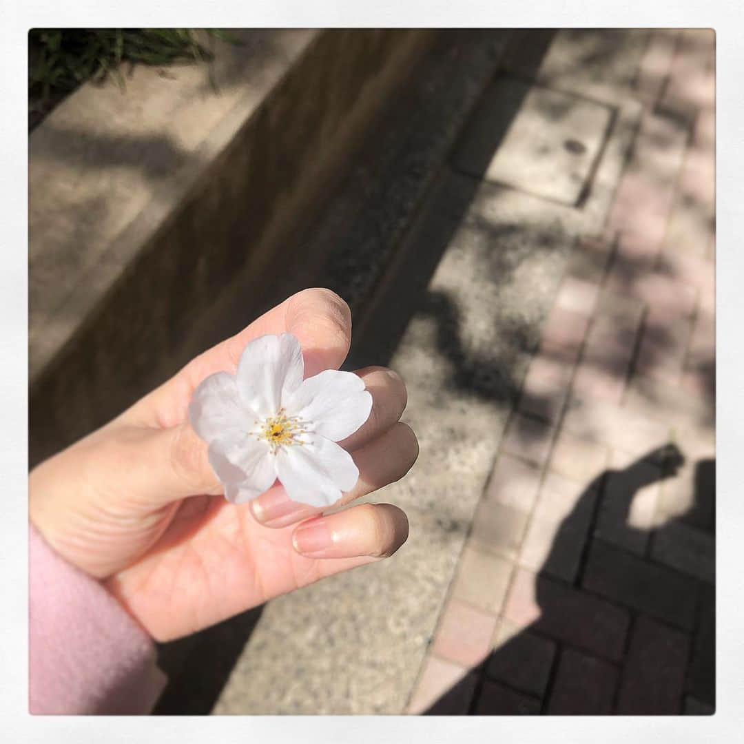 高井つき奈のインスタグラム：「🌸」