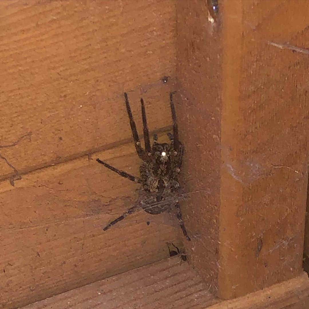 アレックス・キングストンのインスタグラム：「self isolation day 7. We cleaned out the shed and discovered this. What kind of spider is it, thought ? Love Alex xx」
