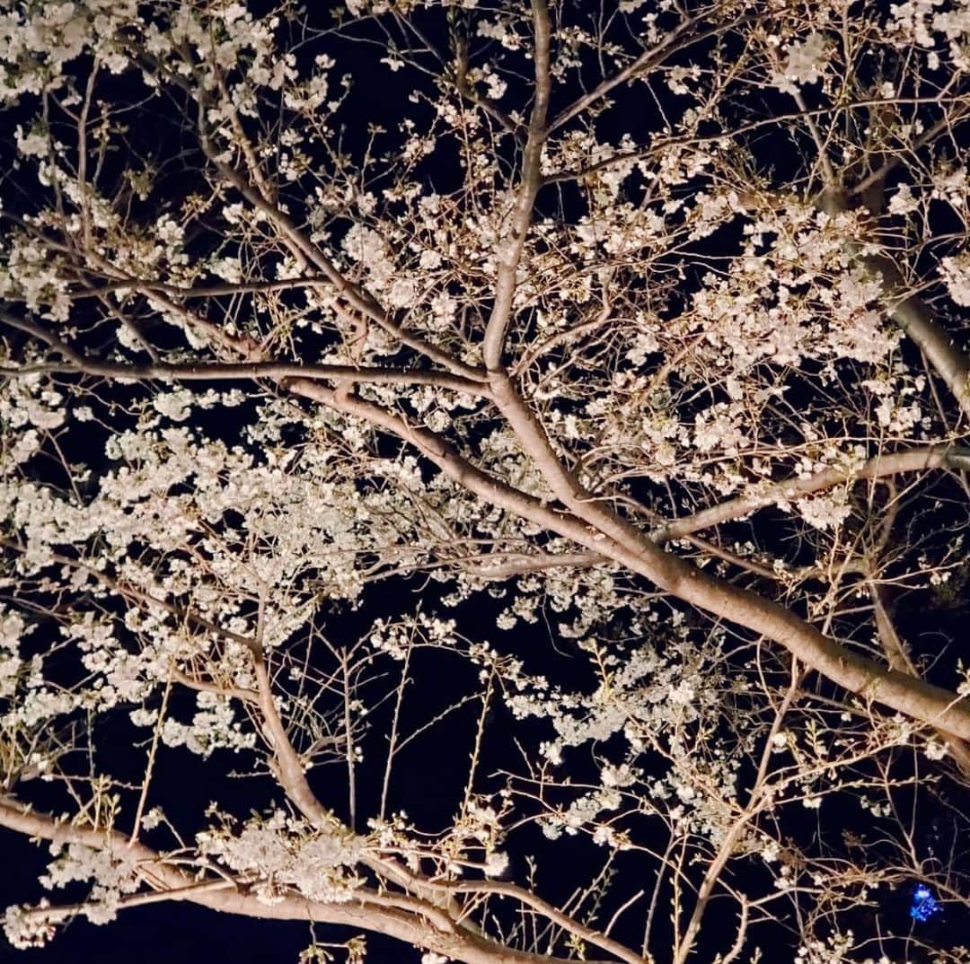 ピーターさんのインスタグラム写真 - (ピーターInstagram)「ちょっと早かったけど夜桜ディナー🌃🍴 アンミカと‼️ もうすぐお誕生日だね🎵 みんな、、 気持ちが疲弊し始めてるから、  たまには、気晴らし。  #ピーター #池畑慎之介 #アンミカ #夜桜 #お花見ディナー #ロングバケーション」3月21日 23時31分 - oziba1952