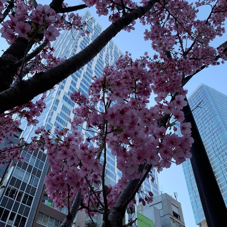 星村麻衣さんのインスタグラム写真 - (星村麻衣Instagram)「「マノワ」でランチからの歩き花見🌸 #lunch  #マノワ #美食倶楽部 #散歩 #桜日和」3月21日 14時47分 - hoshimuramai