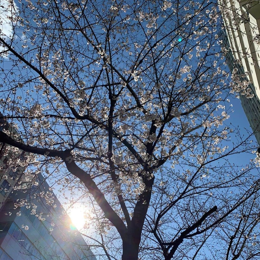 星村麻衣さんのインスタグラム写真 - (星村麻衣Instagram)「「マノワ」でランチからの歩き花見🌸 #lunch  #マノワ #美食倶楽部 #散歩 #桜日和」3月21日 14時47分 - hoshimuramai