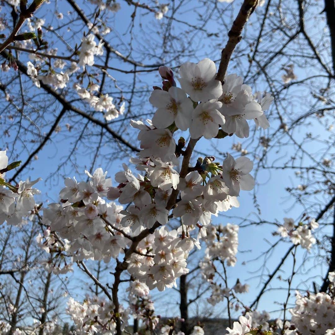 本城聡章のインスタグラム：「ダウン着て出てきちゃったけど(^◇^;)春だねぇ…🌸☺️ #春　#桜」