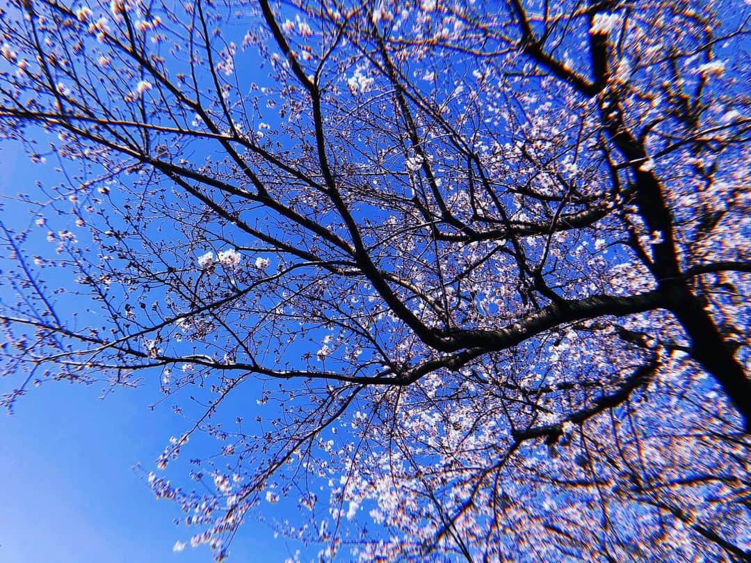 桜木那智のインスタグラム：「桜の木さん、こんにちは。 春だなあ。あったかい気持ちになるあ。 お花見したいな。」