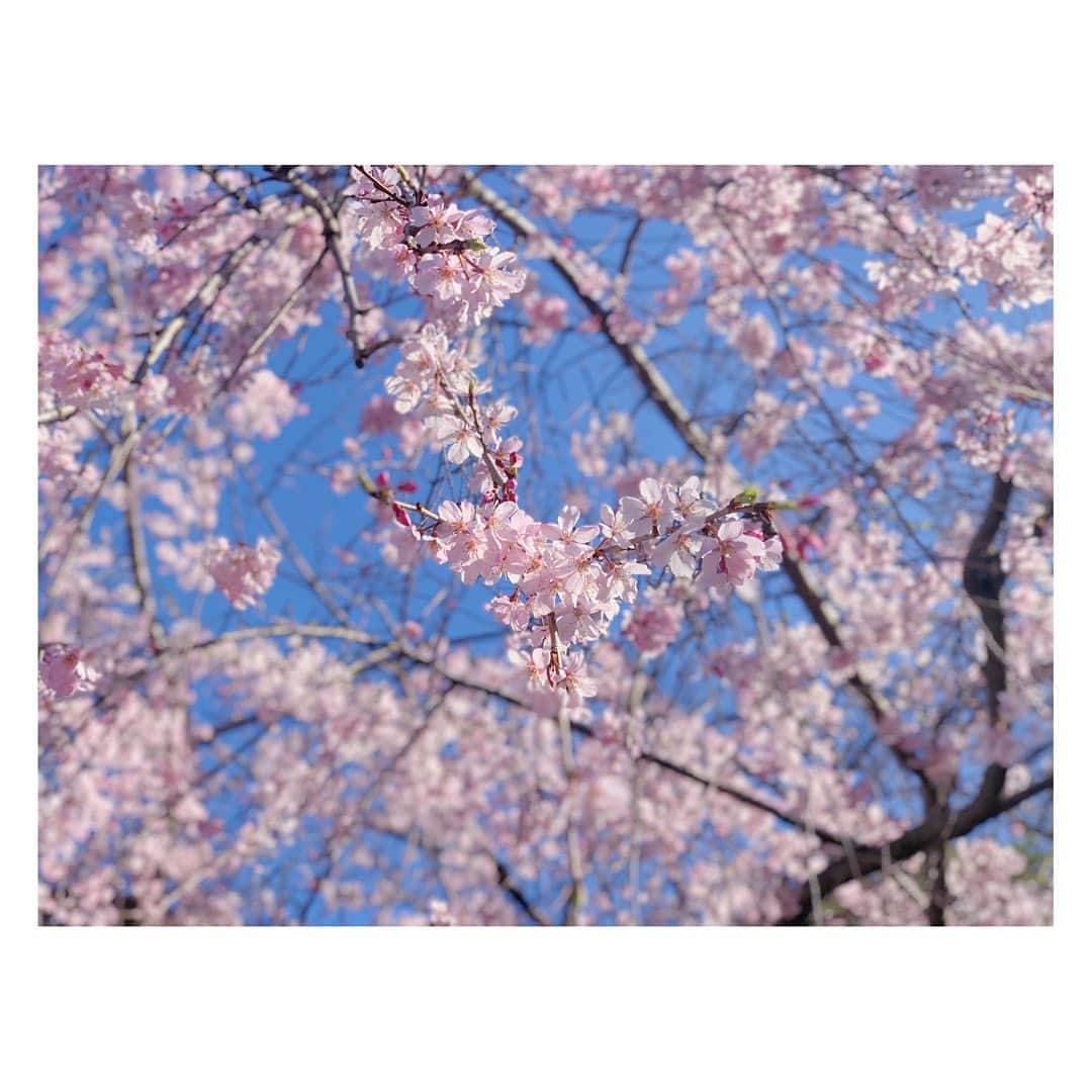 辻祐香のインスタグラム：「春が来た。  #桜 #東京の桜 #増上寺 #春 #春の花 #日本の桜 #桜開花 #桜名所 #cherryblossom #sakura #sakurapink #beautiful #japanesecherryblossom」