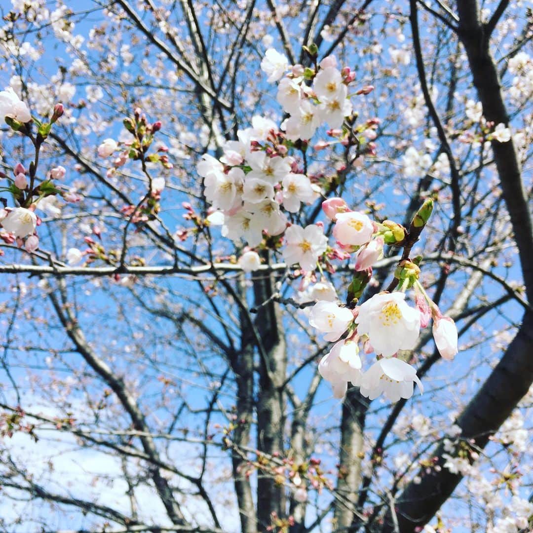 平野由実さんのインスタグラム写真 - (平野由実Instagram)「桜が咲いていました。  広大な公園。 大きな青空。 気持ち良かったなぁ。 人がほとんどないので、のびのびと過ごせました。」3月21日 15時04分 - yumi_hiranoo