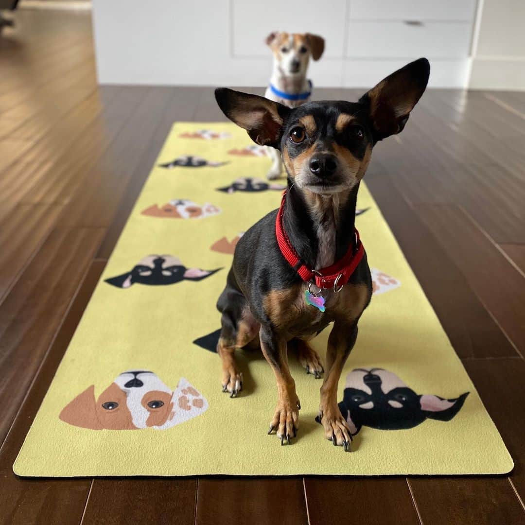 のインスタグラム：「Down dog Upper dog」