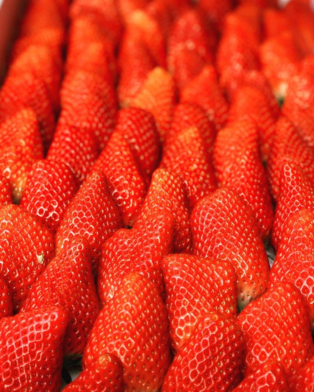 近藤しづかさんのインスタグラム写真 - (近藤しづかInstagram)「いちご おとな買い♪ いちご♡ . #いちご #fragole #gelato #gelateria #strawberry #icecream  #おとながい #いちご農園  #🍓🍓🍓」3月21日 15時38分 - shizuka_kondo