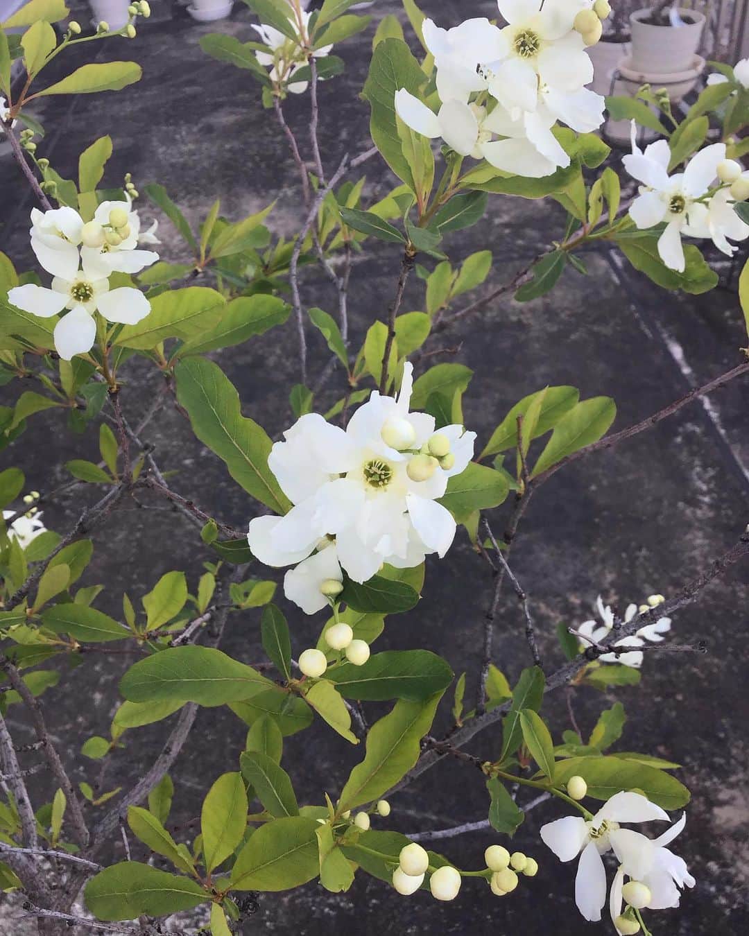柴田淳さんのインスタグラム写真 - (柴田淳Instagram)「草むしりしてたら、#トキワハゼ が咲いてた。 可愛いからそのままに。 #利休梅 もどんどん咲いてきた。」3月21日 15時53分 - shibatajun_official