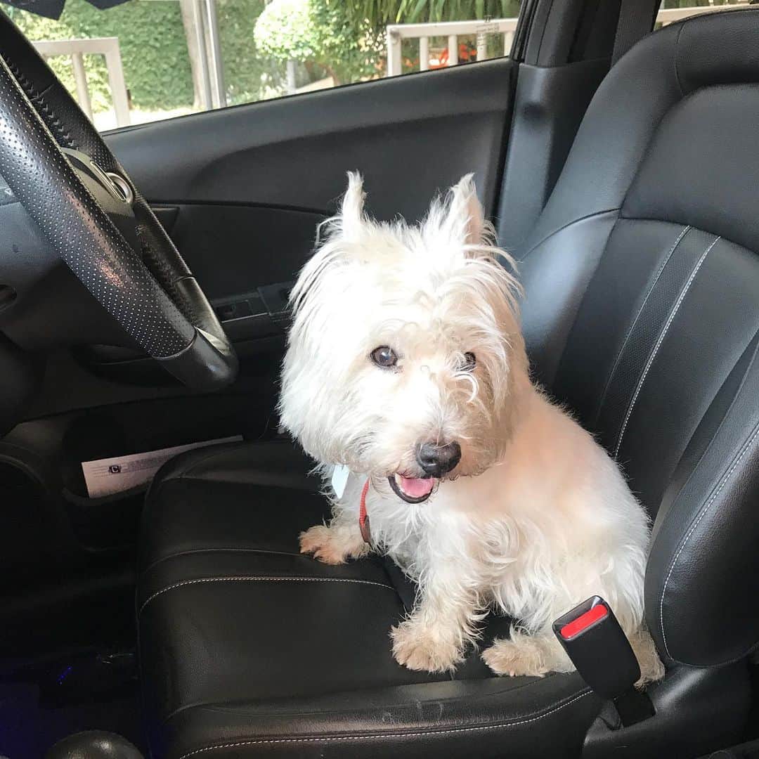 Hoykong&Plamuekのインスタグラム：「เดี๋ยวปลาหมึกขับให้ฮะ Let’s go!!! #plamuek_westies」