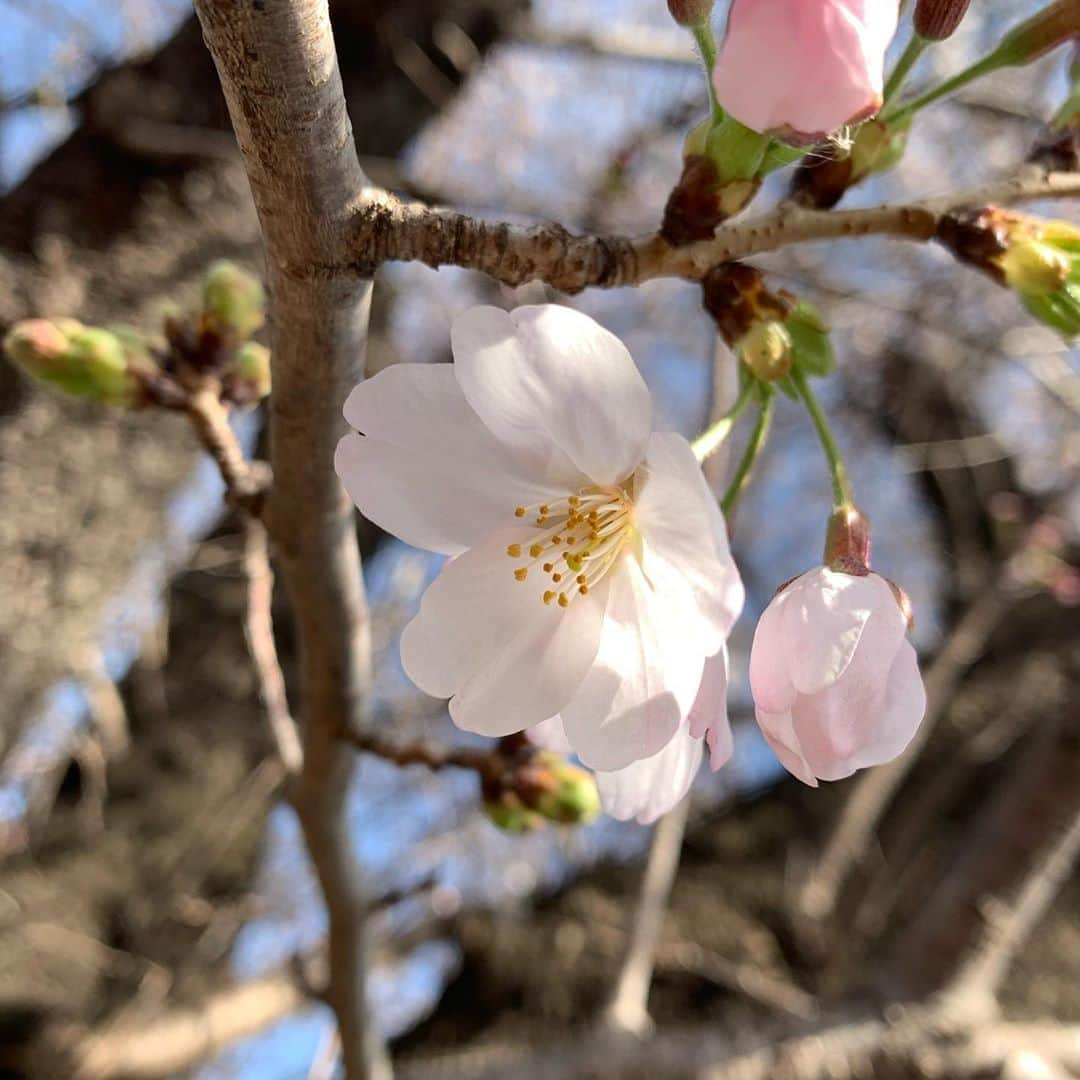 大澤駿弥（SHUNYA）さんのインスタグラム写真 - (大澤駿弥（SHUNYA）Instagram)「春を見つけました〜🌸 #EαRTH」3月21日 15時58分 - shunaaa_y2