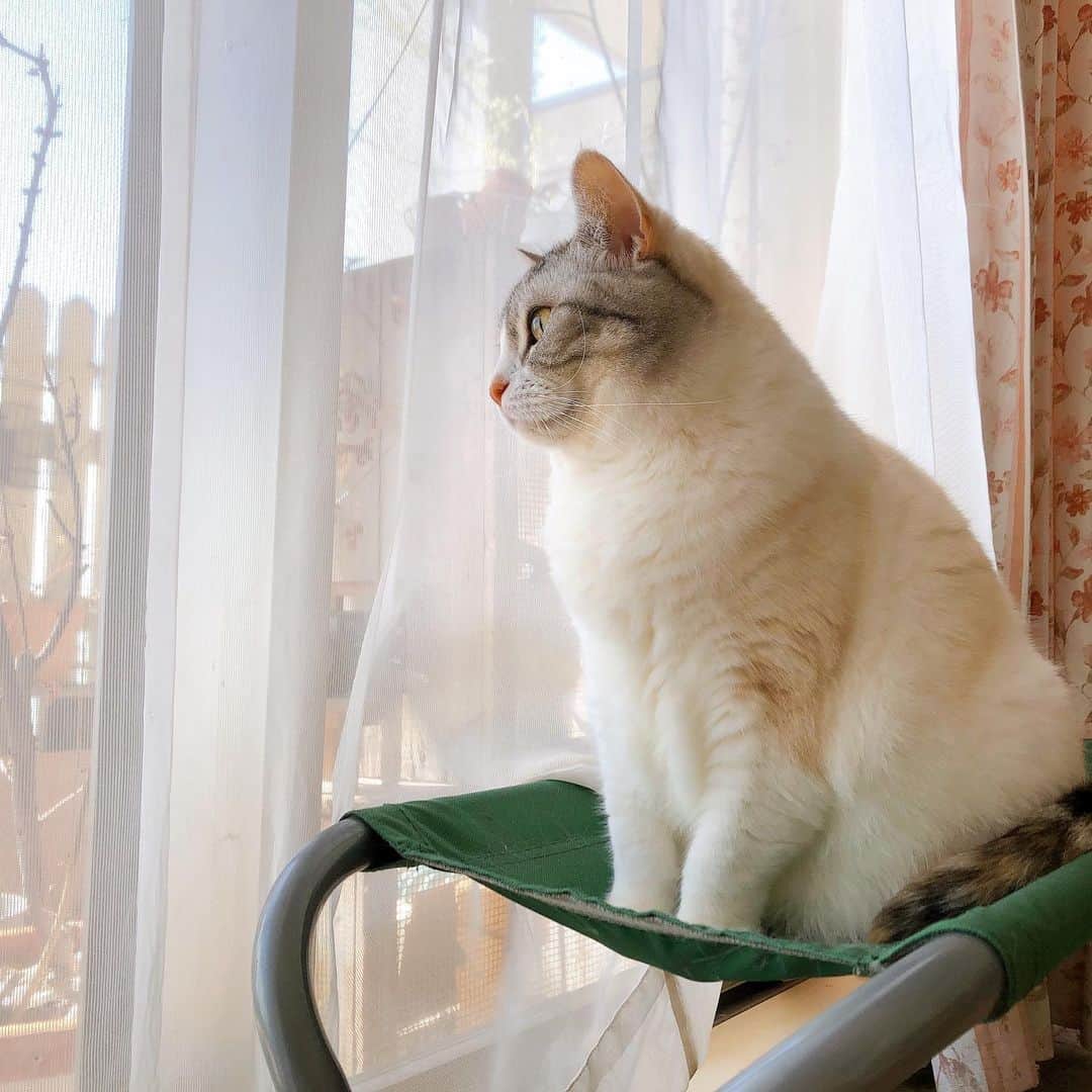 Natsukiのインスタグラム：「そこはクラムの定位置なのに(笑)  #cat #scottishfold  #猫のいる暮らし」