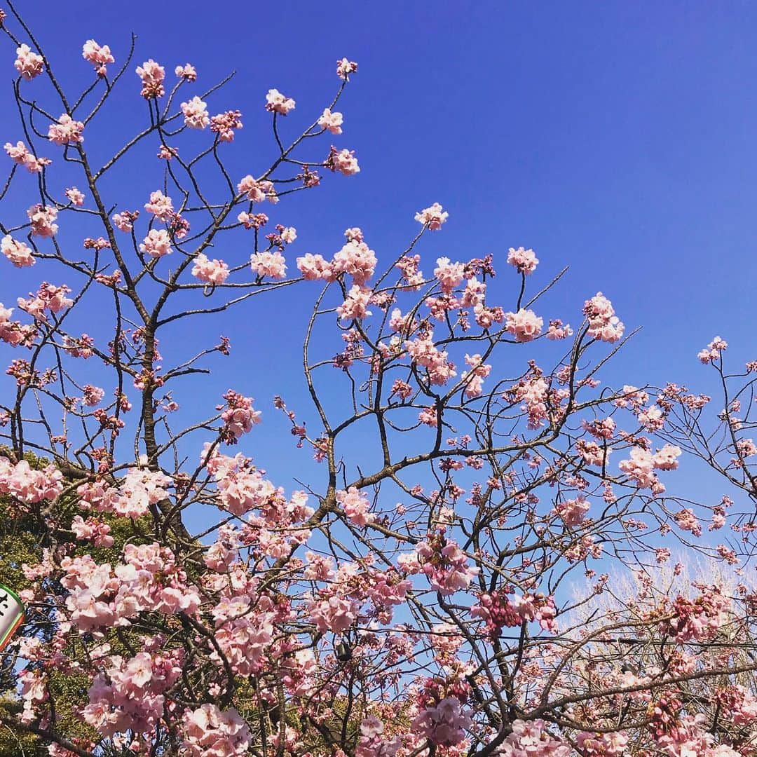 栗原まもるのインスタグラム：「上野公園の桜と、最近の飲食したもの。 お食事は韻松亭のランチ。あんみつの美味しさにビックリしたのに写真を撮り忘れました。あんまりにも美味しいから食べてしまったww もう一度食べたい。 寒天が美味しいのです。寒天が。味ないのに。でも「うまぁっ！！」ってなったんです。でもそのへんの寒天とはまるで違うものでした。 あとはホワイトデーのテイで奢ってもらったタカノのドリーミーな苺のデザート。 そして友達と入ったカフェの飲み物。 オレンジカモミールティー、美味しかったです。」