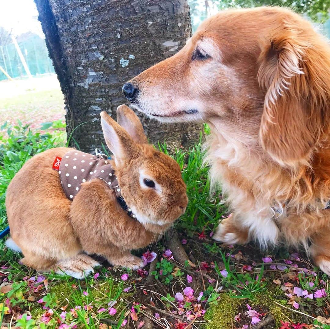 Chieko Shibutaさんのインスタグラム写真 - (Chieko ShibutaInstagram)「たろー🐶&うじゃこ🐰地方☀️ さんぽ🌸　 ピンクの絨毯🌸 花より団子🍡の🐶🐰✨ 今朝のモーニングは季節の🌱 お好みが　見つからず　苦戦🥗中々　お腹一杯にならない様子😅 💕✨🐶🍀🐰✨💕 💕 #わんこの散歩 #dachshund #dachshunds #dachshundlove #dog #dogs #doglove #instadog #instagram #instagood #pet #pets #petsagram #cute #cutepe #cutepet #cutedog #cuteanimals #likes #smile #rabbit #ラビット #ミニュチュア #ミニュチュアダックス  #ミニュチュアダックスフント #うさぎ部 #うさぎ #ダックス #ダックスフンドロングヘアー#犬とうさぎ」3月21日 16時15分 - chieko.81
