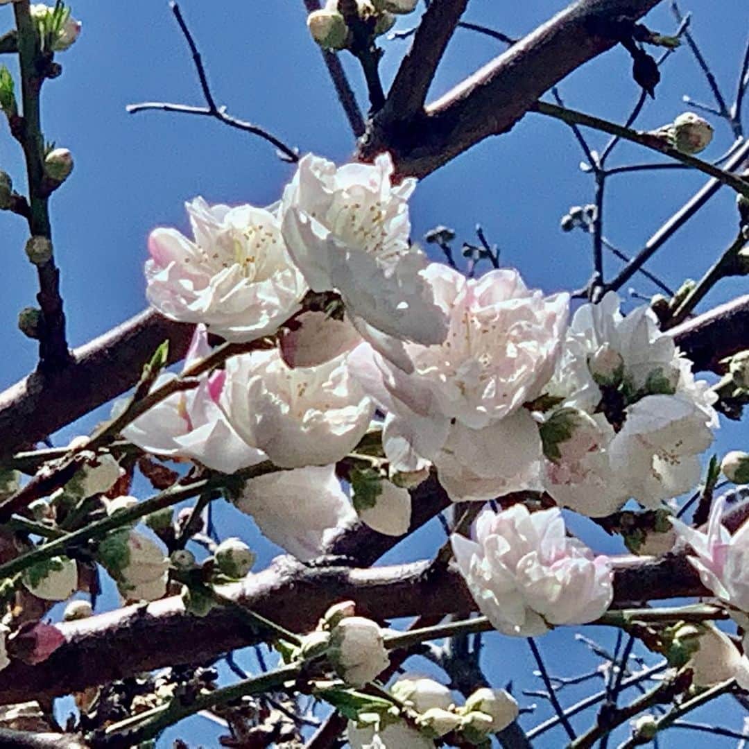 吉田由美さんのインスタグラム写真 - (吉田由美Instagram)「我が家の桜は三分咲き。  #桜　#チェリーブロッサム  #sakura🌸  #sakura #cherryblossom  #三分咲き」3月21日 16時20分 - yumi__yoshida