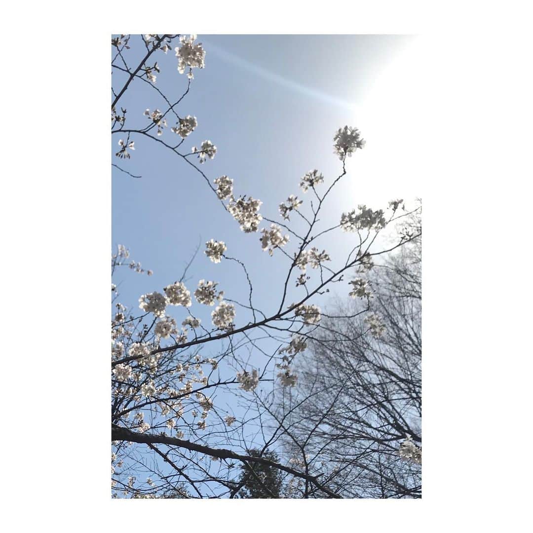 のインスタグラム：「Sakura update March 21st」