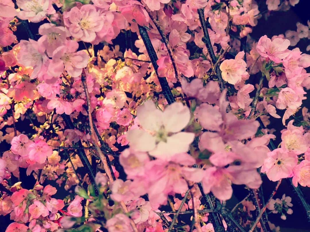 小野さゆりさんのインスタグラム写真 - (小野さゆりInstagram)「#桜」3月21日 16時26分 - sayuriono0301
