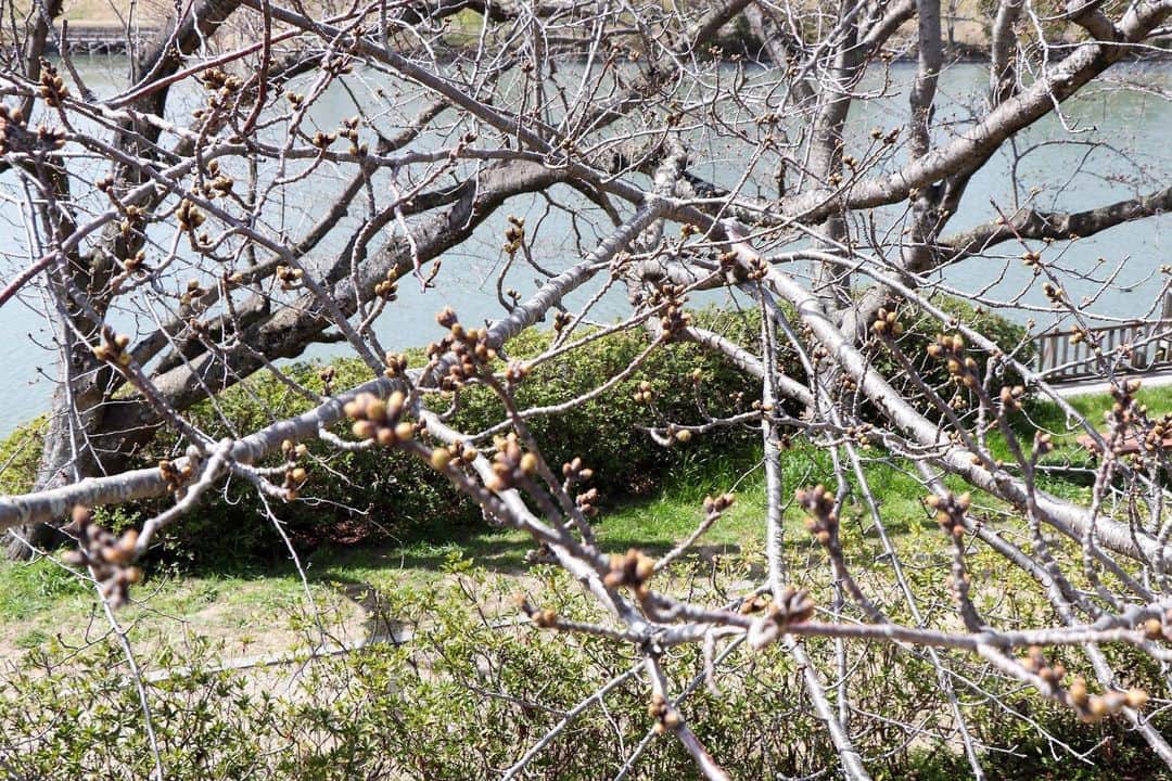 倉敷市さんのインスタグラム写真 - (倉敷市Instagram)「【酒津公園の桜の様子　３月２１日現在】 こんにちは、くらしき情報発信課です。 桜の開花時期のニュースを目にすることが増えてきたので、倉敷市の酒津公園に桜の様子を見に行ってきました。 遠目に少しピンクががったように見えなくもないですが、まだまだ固そうな蕾でした。 予報では、岡山は３月２３日ごろ開花、３月末ごろ満開のようです。 コロナウイルス感染症の影響で酒津公園の提灯は点灯中止、お花見宴会もご遠慮いただくようお願いしているところですが、桜が咲くのは楽しみですね。 ※クラシキ文華　昨年の酒津公園の桜の様子 https://citysales.city.kurashiki.okayama.jp/informati…/2447/ ※クラシキ文華　昨年の美観地区の桜の様子 https://citysales.city.kurashiki.okayama.jp/informati…/2438/  #さくら　#桜　#蕾　#開花 #sakura #酒津公園  #倉敷市 #倉敷 #kurashiki  #クラシキ文華 #クラシキブンカ #kurashikibunka #kurabunka  #japan #japantrip #travel #tri #旅 #旅行 #instgramjapan #visitjapanjp」3月21日 16時44分 - kurashiki_city