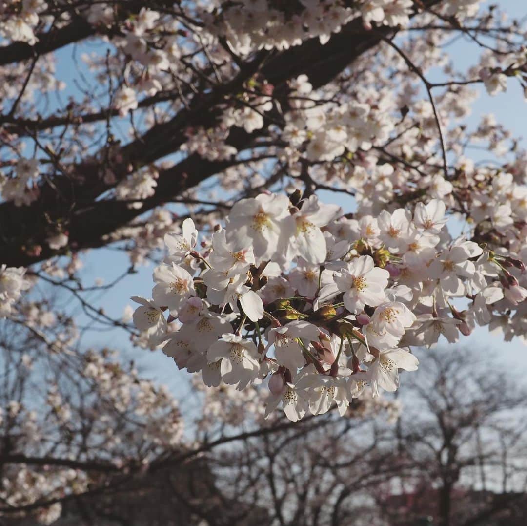 宮嵜守史のインスタグラム：「八分咲きのもあれば、まだまだ五分咲きくらいのもある。春ですね。」