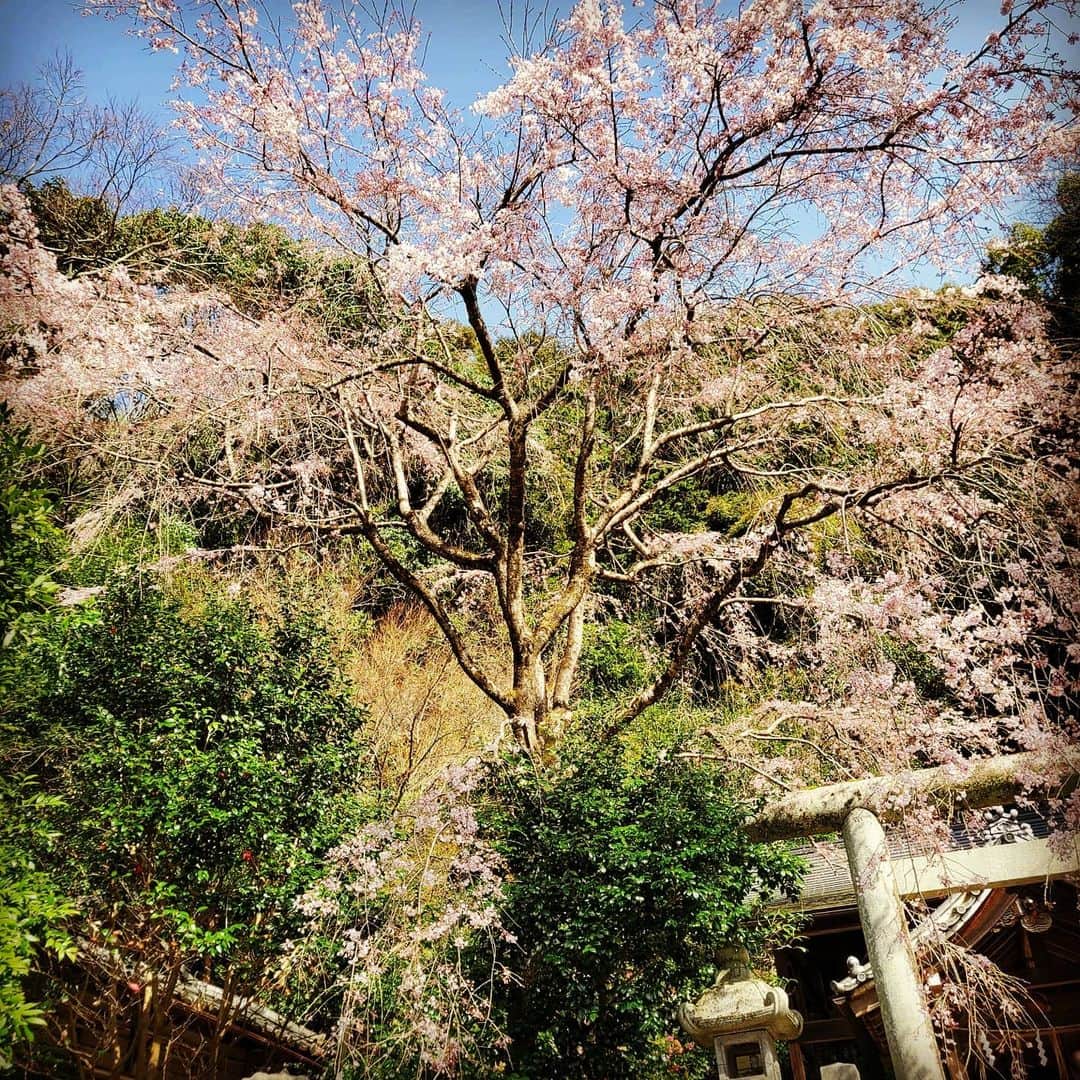 City of Kyoto Official Accountさんのインスタグラム写真 - (City of Kyoto Official AccountInstagram)「#哲学の道 沿いにある #大豊神社 の#狛ネズミ です。 #椿 の花でオシャレをしていてとても可愛らしい姿を見せてくれました。 哲学の道の桜は、まだ一部の早咲きの桜以外は蕾の状態でしたが、連翹や雪柳はキレイに咲いていたので、十分楽しめる状況で、程よく賑わっていましたよ！  #visitkyoto #kyotogenic #kyototravel #art_of_japan #japan_of_insta #loves_united_kyoto #japantrip #kyototrip #ig_kyoto #kyoto_style #springinkyoto #cameria Kyoto Official Travel Guide http://kyoto.travel/en  #京都 #京都ジェニック  #未来に残したい京都  #京都好きな人と繋がりたい #とっておきの京都 #京都椿 #京都穴場  満開 オフィシャルサイト「京都観光NAVI」 http://ja.kyoto.travel」3月21日 16時55分 - visit_kyoto