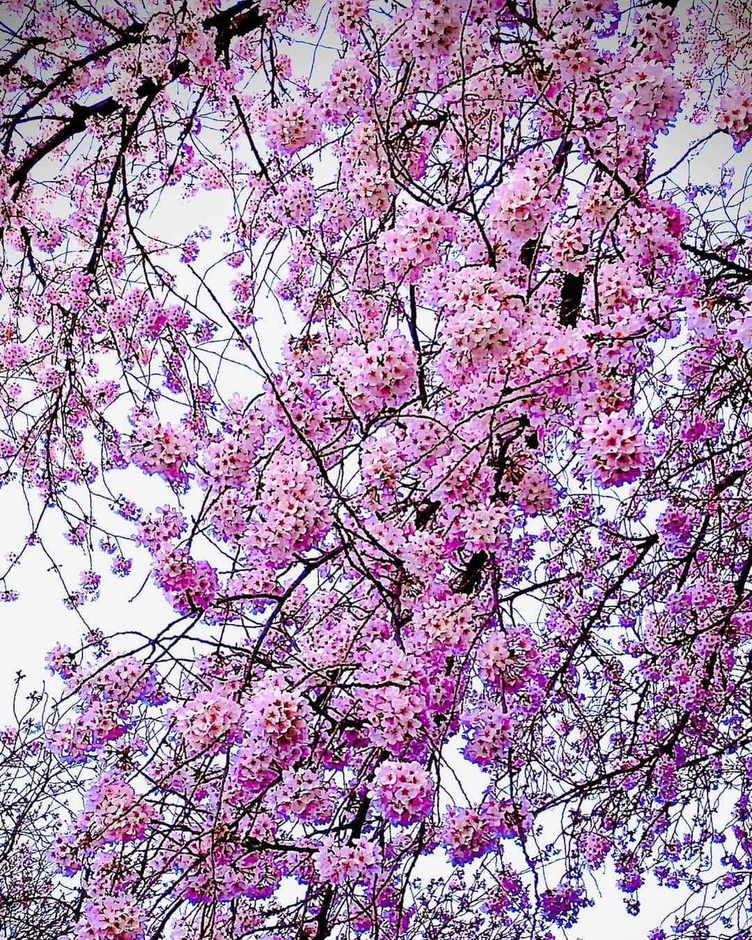 夏木マリさんのインスタグラム写真 - (夏木マリInstagram)「お墓参りの後の桜..... #cherryblossom #japan #natsukirock #夏木マリ @mari_natsuki」3月21日 16時58分 - mari_natsuki