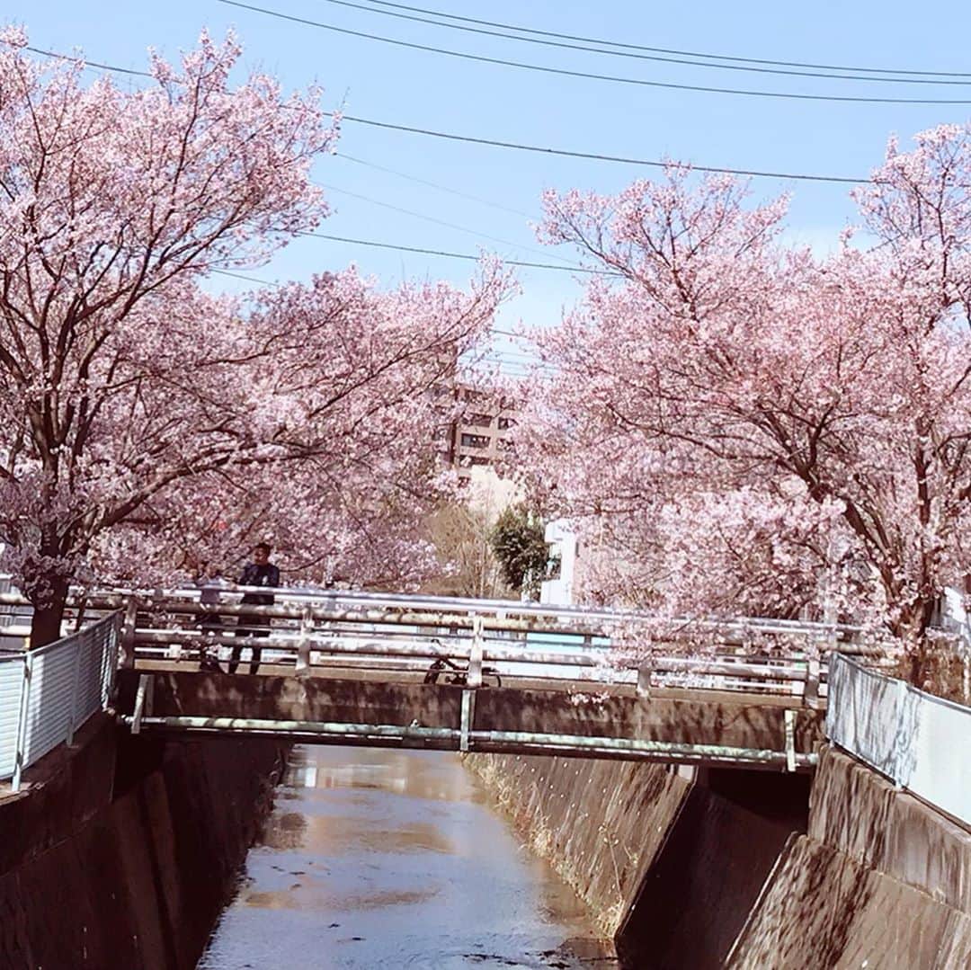 小川知子さんのインスタグラム写真 - (小川知子Instagram)「#コロナで時間ができたので#桜🌸#散歩#手作りピザ🍕#小川知子」3月21日 17時04分 - tomoko_ogawa_