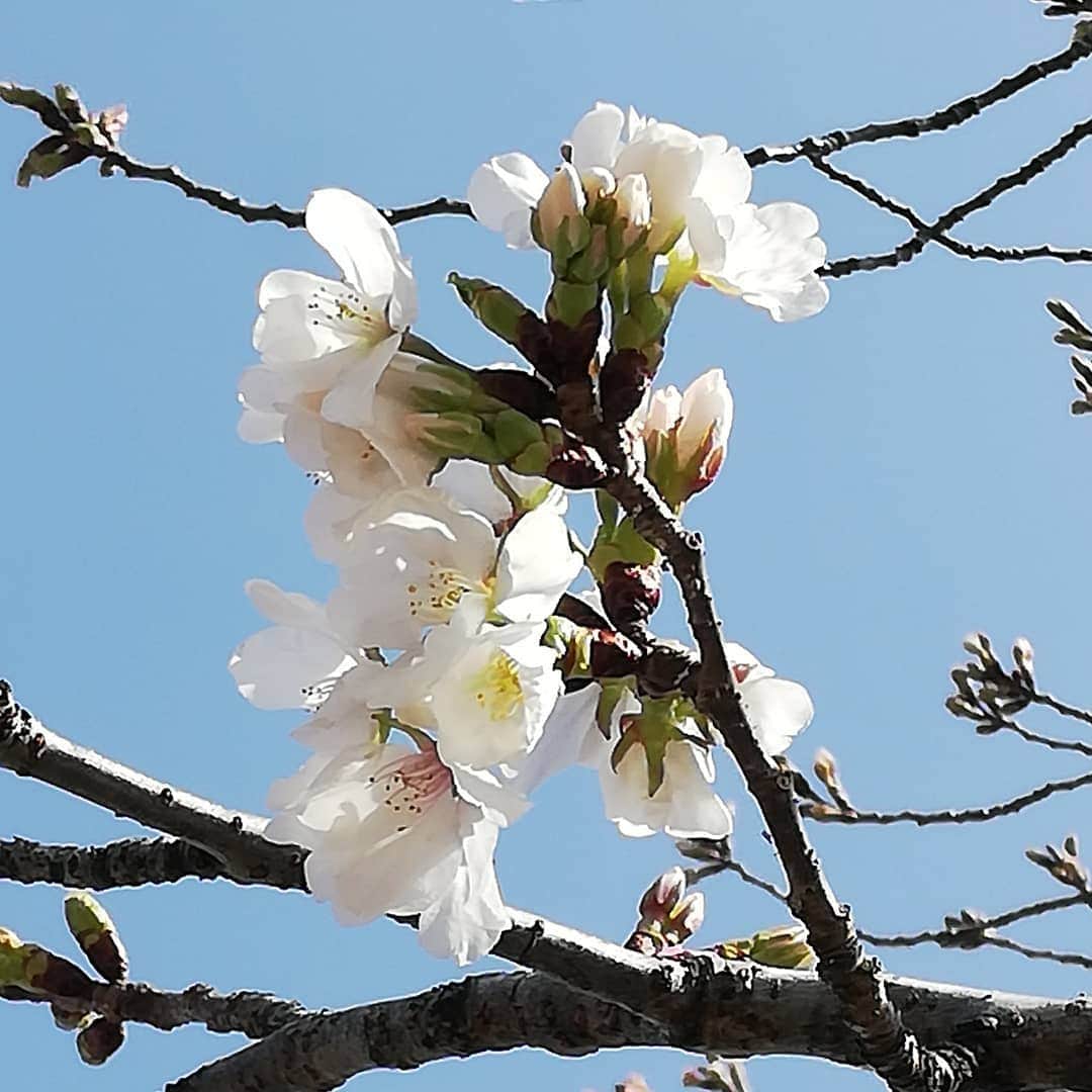 佐藤裕二さんのインスタグラム写真 - (佐藤裕二Instagram)「暖かいですね〜。ジョギング中に近所の公園で発見。ソメイヨシノが咲いてました。 いよいよ桜の季節。  ちなみに私はこれまでも、盛大に花見というよりは散策派です。  #ソメイヨシノ #桜 #名古屋#開花 #名古屋の桜#散策#春 #メーテレ #ドデスカ #佐藤裕二 #花おじさん」3月21日 17時04分 - karaage_satou