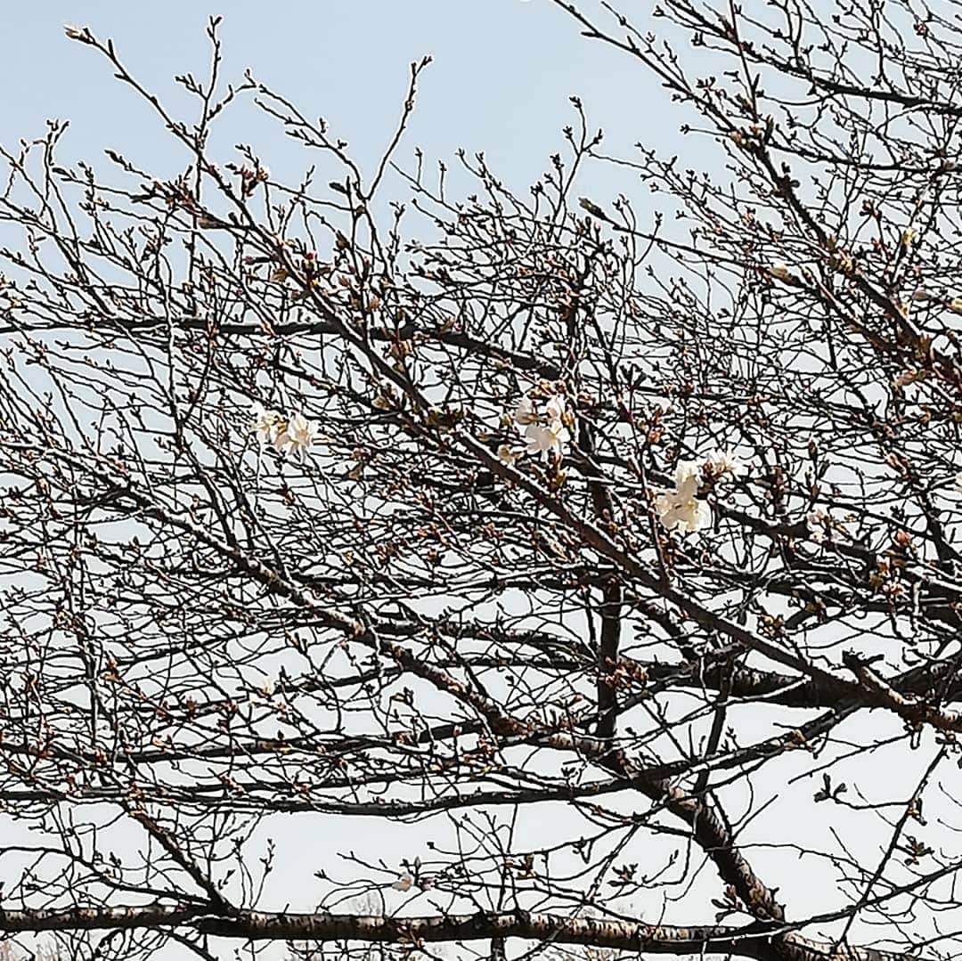 佐藤裕二さんのインスタグラム写真 - (佐藤裕二Instagram)「暖かいですね〜。ジョギング中に近所の公園で発見。ソメイヨシノが咲いてました。 いよいよ桜の季節。  ちなみに私はこれまでも、盛大に花見というよりは散策派です。  #ソメイヨシノ #桜 #名古屋#開花 #名古屋の桜#散策#春 #メーテレ #ドデスカ #佐藤裕二 #花おじさん」3月21日 17時04分 - karaage_satou