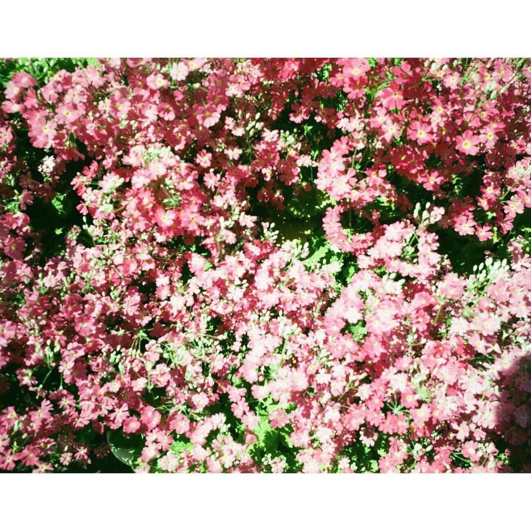 Saoriさんのインスタグラム写真 - (SaoriInstagram)「朝起きてご飯を食べる。陽の光を浴びる。花が咲くのを楽しみに待つ。窓を開けて車に乗る。新曲を録音する。  春だなあ。」3月21日 17時08分 - saori_fujisaki