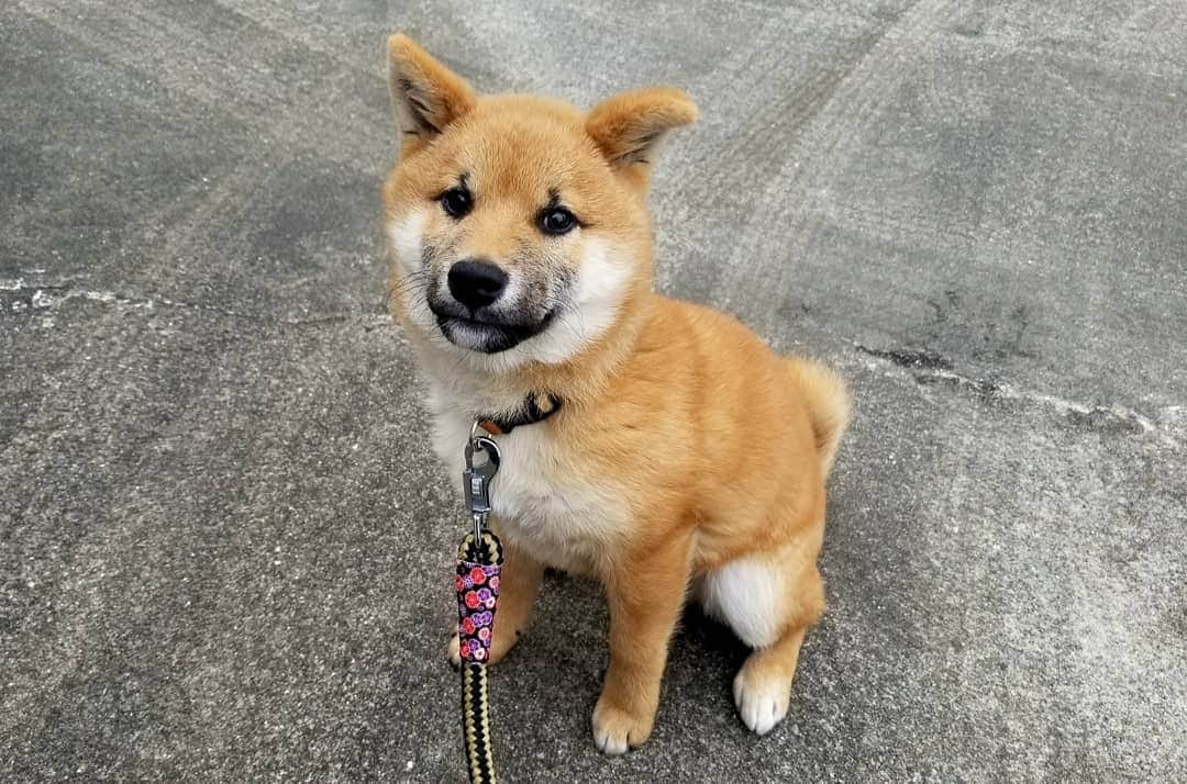 柴犬たま Shibainu Tamaのインスタグラム