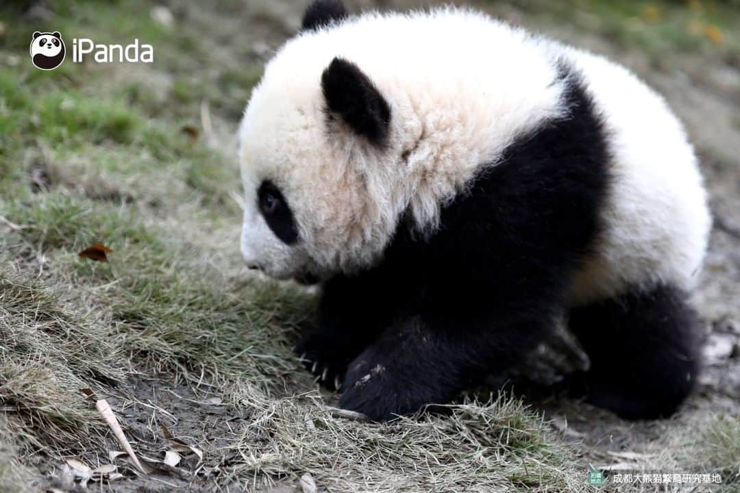 iPandaさんのインスタグラム写真 - (iPandaInstagram)「Hey little cutie, are you looking for your secret stash of milk? 🐼 🐾 🐼 #panda #ipanda #animal #pet #adorable #China #travel #pandababy #cute #photooftheday #Sichuan #cutepanda #animalphotography #cuteness #cutenessoverload」3月21日 17時30分 - ipandachannel