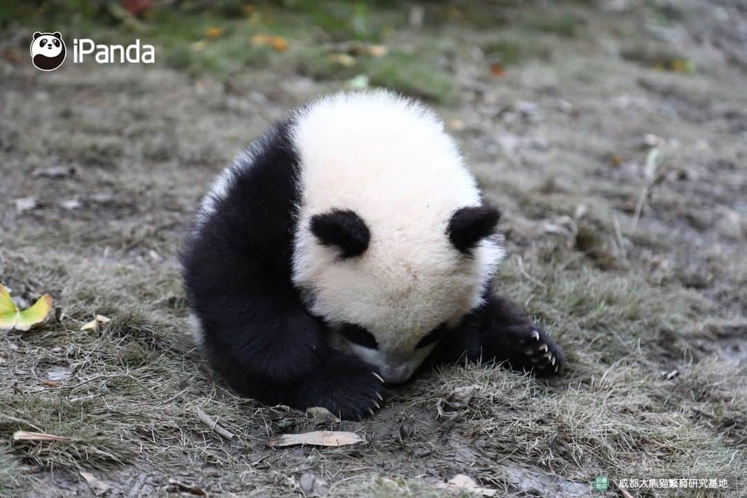 iPandaさんのインスタグラム写真 - (iPandaInstagram)「Hey little cutie, are you looking for your secret stash of milk? 🐼 🐾 🐼 #panda #ipanda #animal #pet #adorable #China #travel #pandababy #cute #photooftheday #Sichuan #cutepanda #animalphotography #cuteness #cutenessoverload」3月21日 17時30分 - ipandachannel